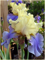 Irys bródkowy Edith Wolford