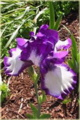 Irys bródkowy Going My Way granatowo-biały Iris barbata