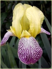 Irys bródkowy Nibelungen, Iris barbata Nibelungen, kosaciec, kosaćce