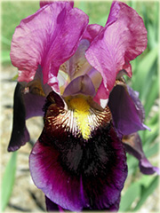 Irys bródkowy Sen Lac czerwono-fioletowy, Iris barbata, Iris germanica