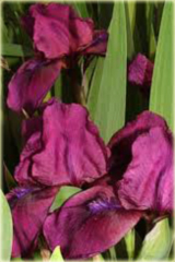 Irys niski Cherry Garden Iris pumila