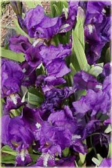 Irys niski Little Saphire Iris pumila