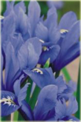 Irys niski Petite Polka Iris pumila