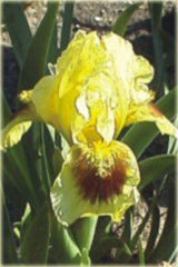 Irys niski Ritz Iris pumila