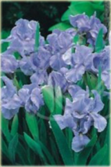 Irys niski Truly niebieski Iris pumila