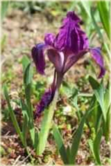 Irys syberyjski fioletowy Iris sibirica