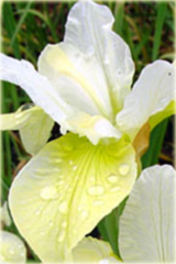 Irys syberyjski żółty Iris sibirica