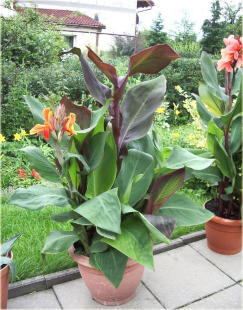 paciorecznik_ogrodowy_cleopatra_canna_generalis_cleopatra07.jpg