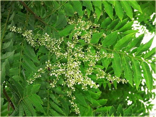 Drzewo warzywne, Cedrela, Cedrówka chińska Toona sinensis