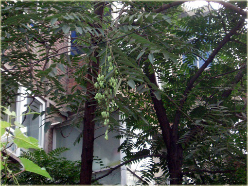 Drzewo warzywne, Cedrela, Cedrówka chińska Toona sinensis