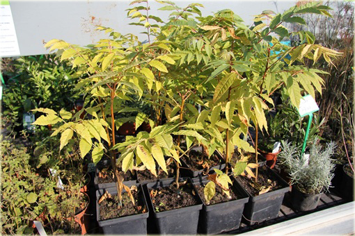 Drzewo warzywne, Cedrela, Cedrówka chińska Toona sinensis