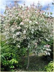 Klon jesionolistny Flamingo Acer negundo Flamingo