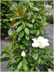 Magnolia wielkokwiatowa grandiflora Magnolia grandiflora