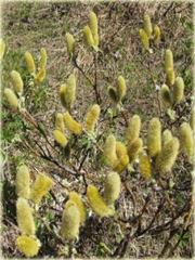 Wierzba wełnista wierzba lanata Salix lanata