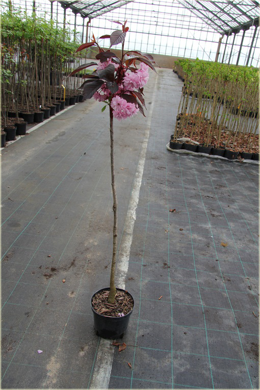 Wiśnia piłkowana Kanzan Prunus serrulata Kanzan