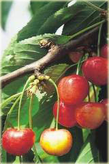 Czereśnia Vega Prunus avium Vega