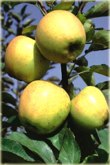 Jabłoń domowa Golden Delicious Malus domestica Golden Delicious
