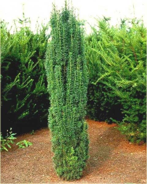 Cis pospolity Fastigiata Robusta taxus baccata Fastigiata Robusta