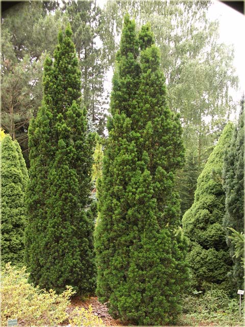 Cis pospolity Fastigiata Robusta taxus baccata Fastigiata Robusta