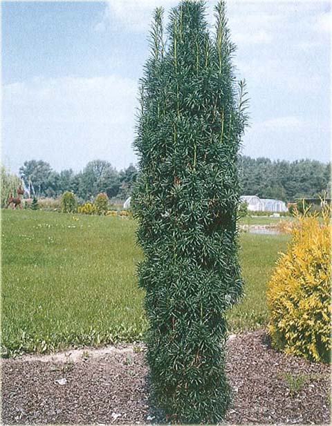 Cis pospolity Fastigiata Robusta Taxus baccata Fastigiata Robusta