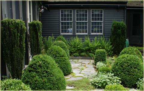 Cis pospolity Fastigiata Robusta Taxus baccata Fastigiata Robusta