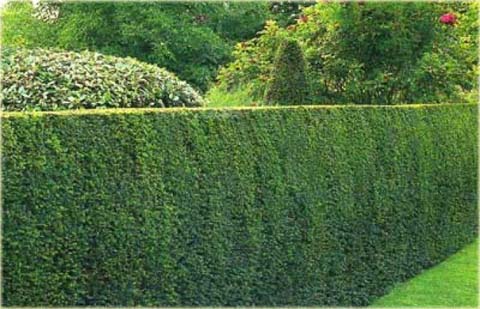 Cis pospolity Fastigiata Robusta Taxus baccata Fastigiata Robusta