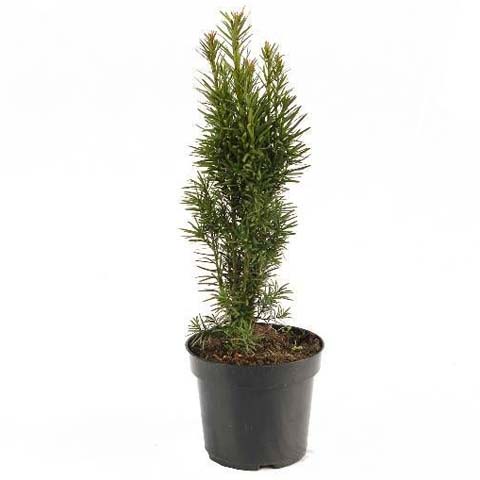 Cis pospolity Fastigiata Robusta Taxus baccata Fastigiata Robusta