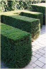 Cis pospolity Fastigiata Robusta taxus baccata Fastigiata Robusta