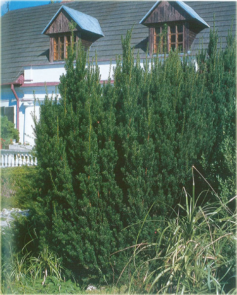 Cis pośredni Hickisii Taxus media Hickisii