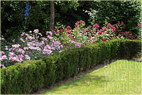 Cis pośredni Hickisii Taxus media Hickisii