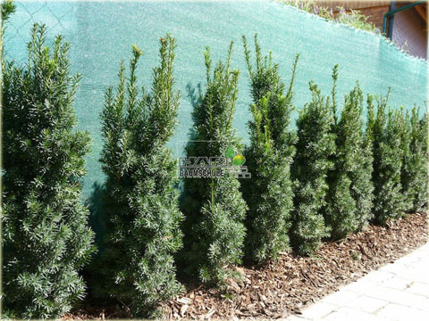 Cis pośredni Hickisii Taxus media Hickisii