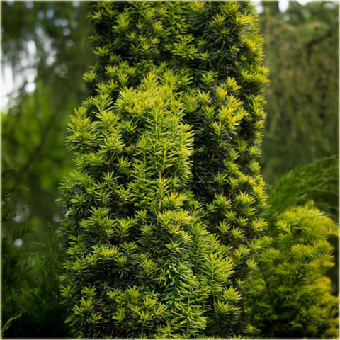 Cis pośredni Hickisii Taxus media Hickisii