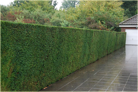 Cis pośredni Hickisii Taxus media Hickisii