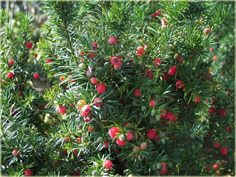 Cis pośredni Hickisii Taxus media Hickisii