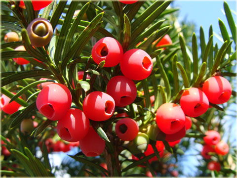 Cis pośredni Hickisii Taxus media Hickisii