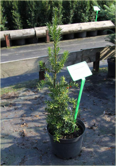 Cis pośredni Hickisii Taxus media Hickisii