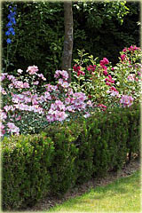 Cis pośredni Hickisii Taxus media Hickisii