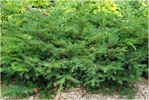 Cis pośredni Nidiformis Taxus media Nidiformis