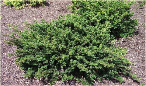 Cis pośredni Nidiformis Taxus media Nidiformis