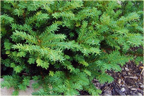 Cis pośredni Nidiformis Taxus media Nidiformis