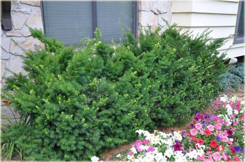 Cis pośredni Nidiformis Taxus media Nidiformis