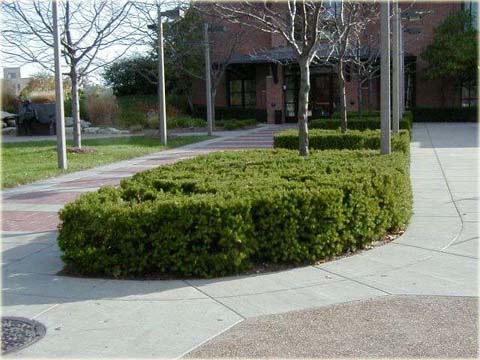 Cis pośredni Nidiformis Taxus media Nidiformis