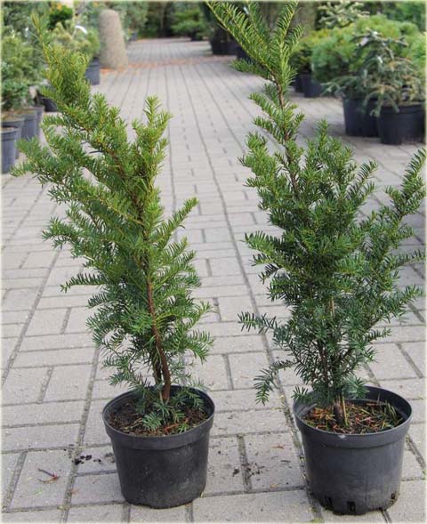 Cis pośredni Nidiformis Taxus media Nidiformis