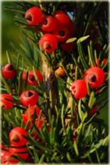 Cis pośredni Nidiformis Taxus media Nidiformis