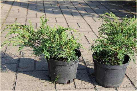 Mikrobiota syberyjska Microbiota decussata sadzonka