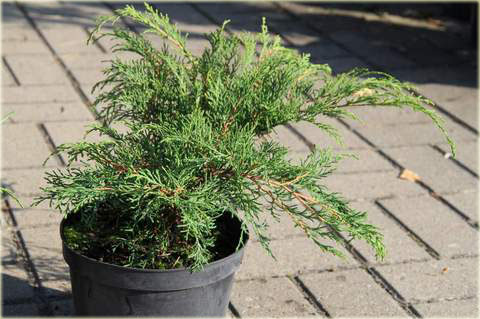 Mikrobiota syberyjska Microbiota decussata sadzonka