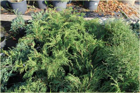 Mikrobiota syberyjska Microbiota decussata sadzonka