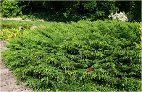 Mikrobiota syberyjska Microbiota decussata