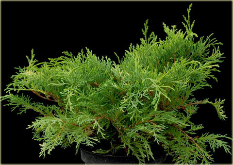 Mikrobiota syberyjska Microbiota decussata