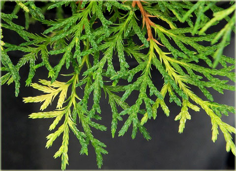 Mikrobiota syberyjska Microbiota decussata